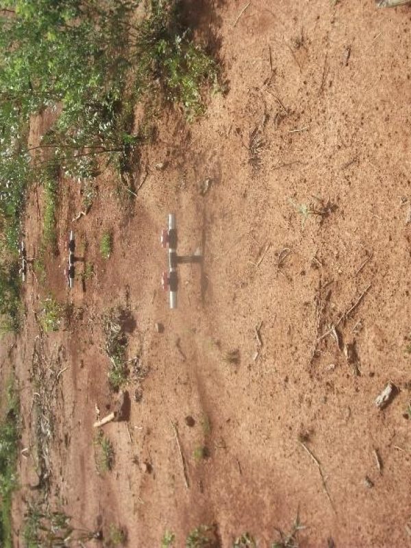 végétal dense type forêt de galerie